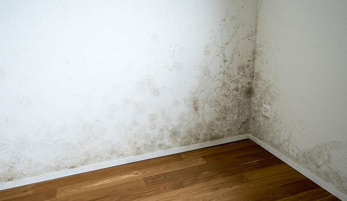 Black mold growing on the walls in the corner of a room with hardwood floors