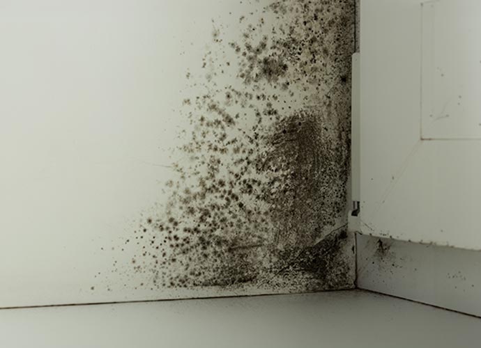 Black mold on the corner of the wall