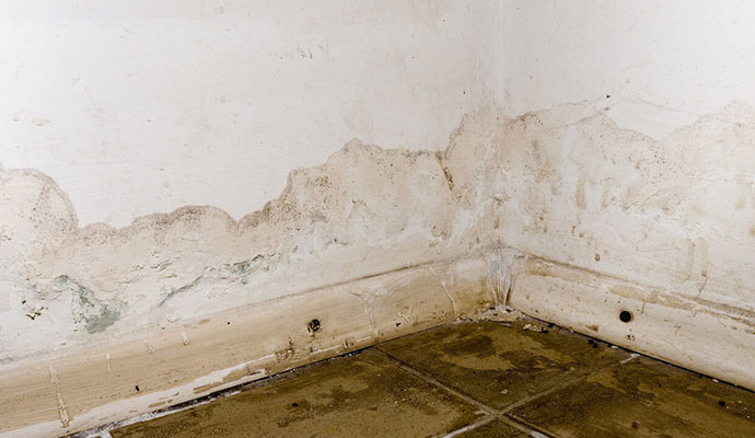 Interior wall corner with mold growth and water damage