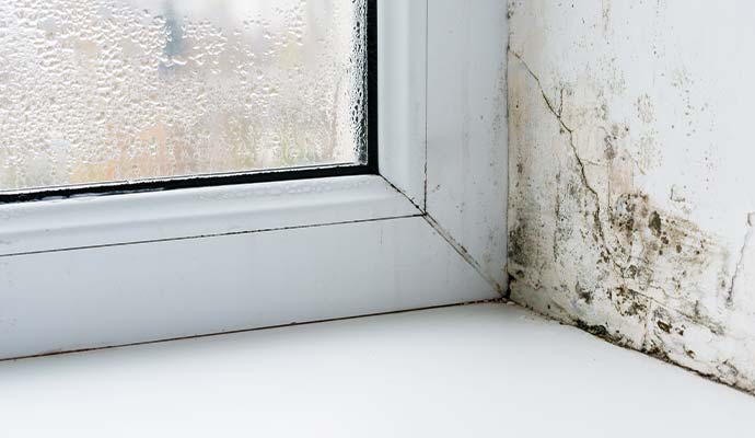 Mold damaged on window corner