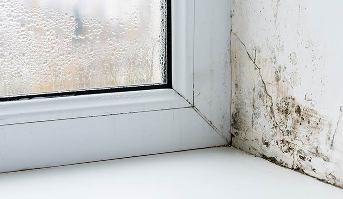 Visible mold on window corner and wet window glass