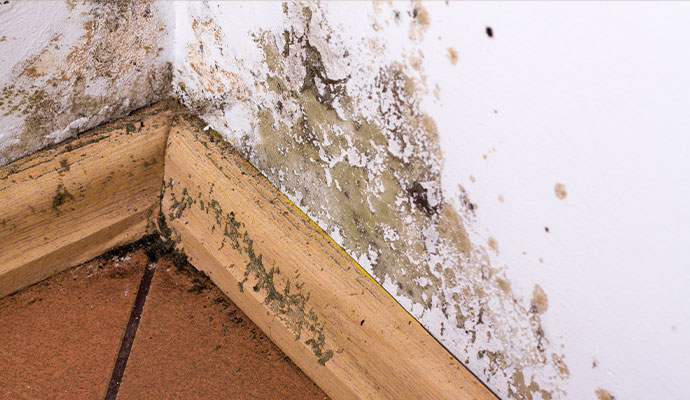 Interior wall corner with mold growth and water damage