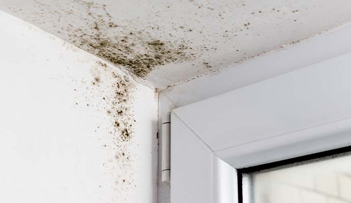 Mold spreading on the wall and ceiling corner